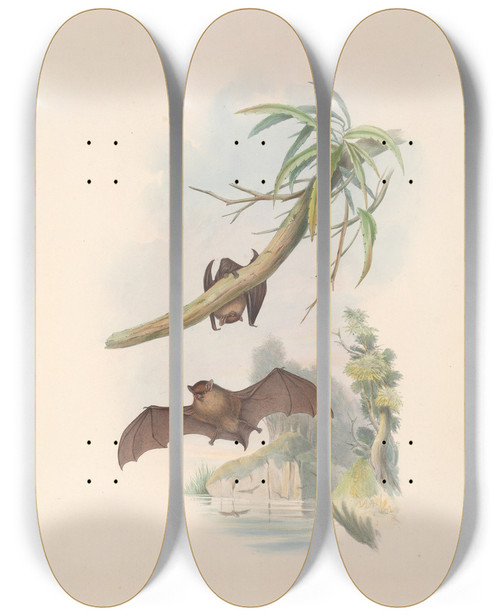Triptych art skateboard deck of John Gould The Mammals Of Australia Pl152 by John Gould (1804-1881)