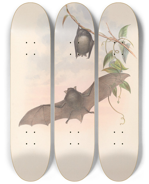Triptych art skateboard deck of John Gould The Mammals Of Australia Pl153 by John Gould (1804-1881)