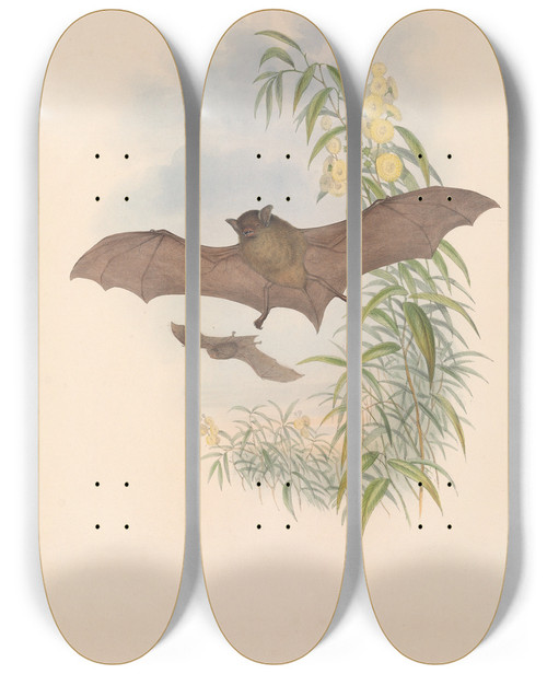 Triptych art skateboard deck of John Gould The Mammals Of Australia Pl154 by John Gould (1804-1881)