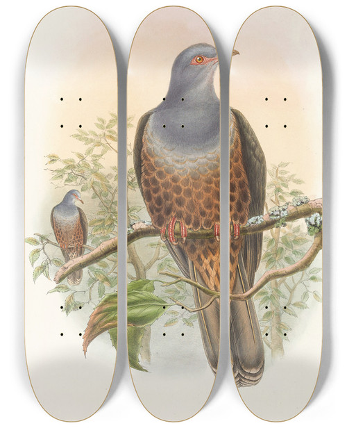 Triptych art skateboard deck of John Gould The Birds Of New Guinea And The Adjacent Papuan Islands Pl60 by John Gould (1804-1881)