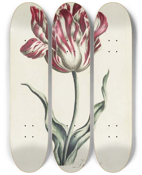 Triptych art skateboard deck of Carington Bowles Tulip by Carington Bowles (1724-1793)