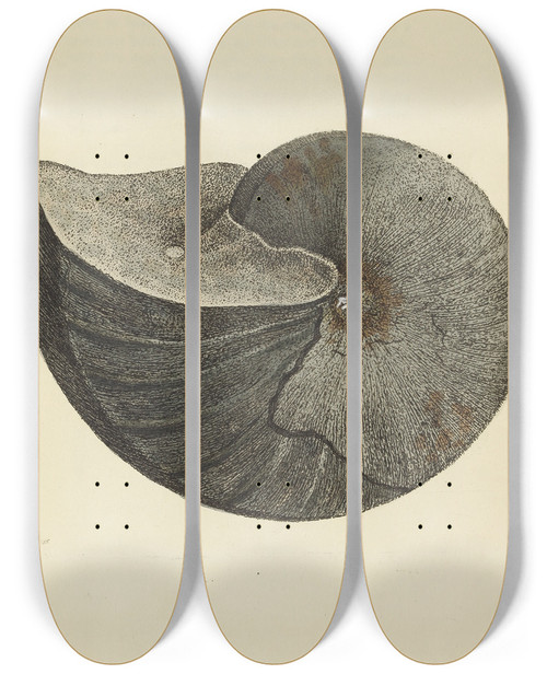 Triptych art skateboard deck of James Sowerby The Mineral Conchology Of Great Britain Pl120 by James Sowerby (1757-1822)