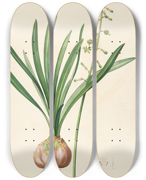 Triptych art skateboard deck of Pierre Joseph Redout Les Liliacees Pl10 by Pierre Joseph Redoute (1759-1840)