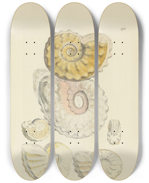 Triptych art skateboard deck of James Sowerby The Mineral Conchology Of Great Britain Pl171 by James Sowerby (1757-1822)