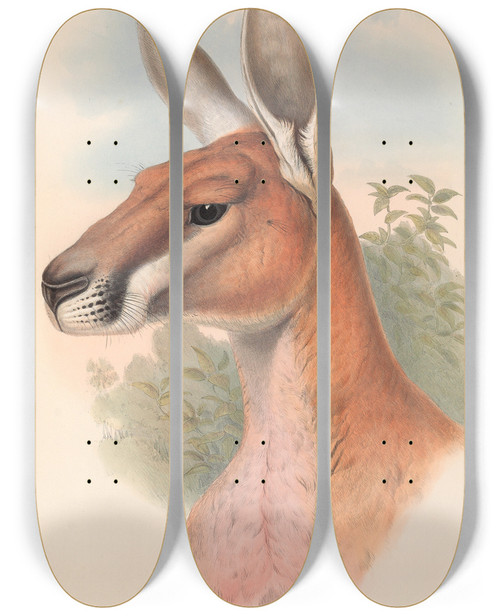 Triptych art skateboard deck of John Gould The Mammals Of Australia Pl042 by John Gould (1804-1881)