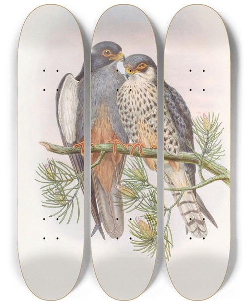 Triptych art skateboard deck of John Gould Whitewinged Redfooted Kestrel by John Gould (1804-1881)