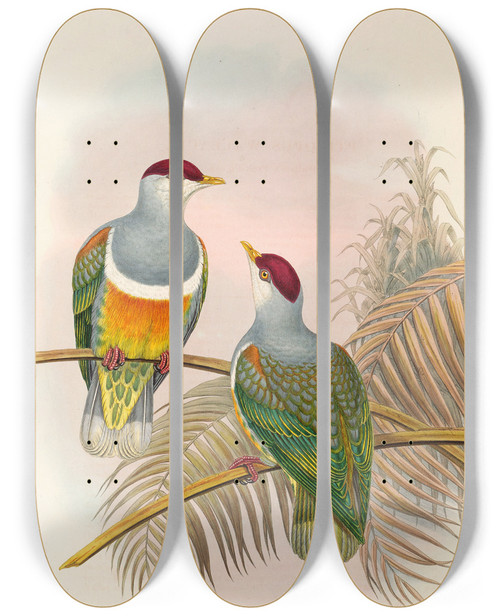 Triptych art skateboard deck of John Gould The Birds Of New Guinea And The Adjacent Papuan Islands Pl55 by John Gould (1804-1881)