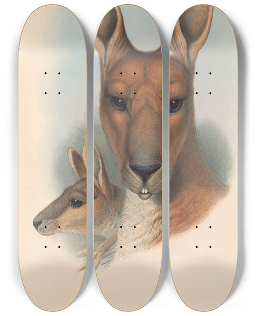 Triptych art skateboard deck of John Gould The Mammals Of Australia Pl044 by John Gould (1804-1881)