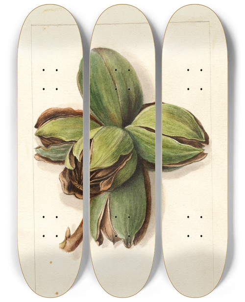 Triptych art skateboard deck of Deborah Griscom Passmore Carya Frotscher by Deborah Griscom Passmore (1840-1911)