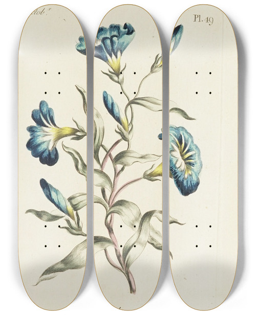 Triptych art skateboard deck of Carington Bowles Convolvulus by Carington Bowles (1724-1793)