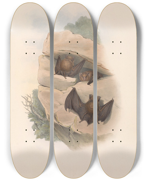 Triptych art skateboard deck of John Gould The Mammals Of Australia Pl140 by John Gould (1804-1881)