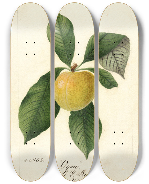 Triptych art skateboard deck of William Henry Prestele Prunus Domestica Ogon by William Henry Prestele (1838-1895)