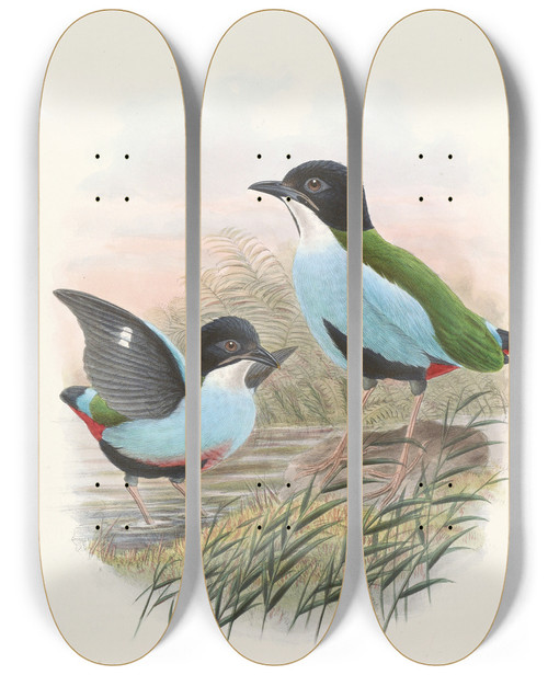 Triptych art skateboard deck of John Gould Monograph Of The Pittidae Pl08 by John Gould (1804-1881)