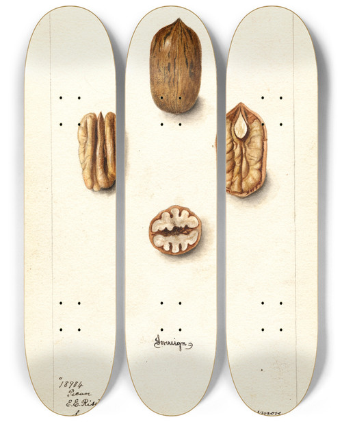 Triptych art skateboard deck of Deborah Griscom Passmore Carya Illinoinensis Sovereign by Deborah Griscom Passmore (1840-1911)
