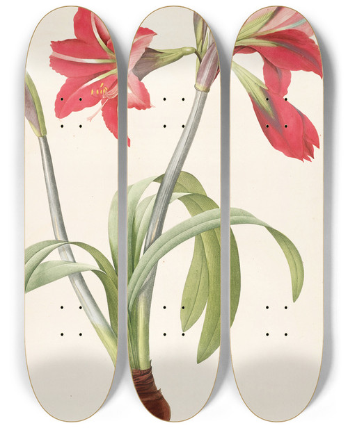 Triptych art skateboard deck of Pierre Joseph Redout Les Liliacees Pl48 by Pierre Joseph Redoute (1759-1840)