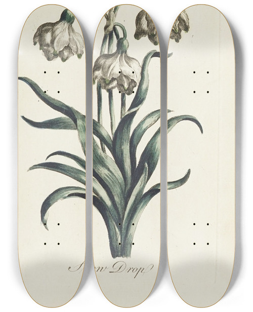 Triptych art skateboard deck of Carington Bowles Snow Drop by Carington Bowles (1724-1793)