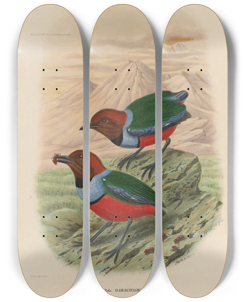 Triptych art skateboard deck of Daniel Giraud Elliot A Monograph Of The Pittid Or Family Of Antthrushes Pl32 by Daniel Giraud Elliot (1835-1915)