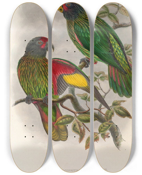 Triptych art skateboard deck of John Gould The Birds Of New Guinea And The Adjacent Papuan Islands Pl38 by John Gould (1804-1881)
