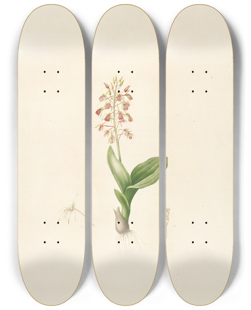 Triptych art skateboard deck of Pierre Joseph Redout Les Liliacees Pl17 by Pierre Joseph Redoute (1759-1840)