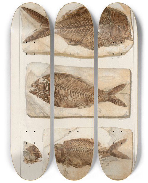 Triptych art skateboard deck of Louis Agassiz Recherches Sur Les Poissons Fossiles Pl377 by Louis Agassiz (1807-1873)
