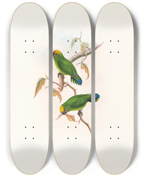 Triptych art skateboard deck of John Gould The Birds Of New Guinea And The Adjacent Papuan Islands Pl27 by John Gould (1804-1881)