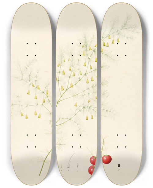 Triptych art skateboard deck of Pierre Joseph Redout Les Liliacees Pl14 by Pierre Joseph Redoute (1759-1840)