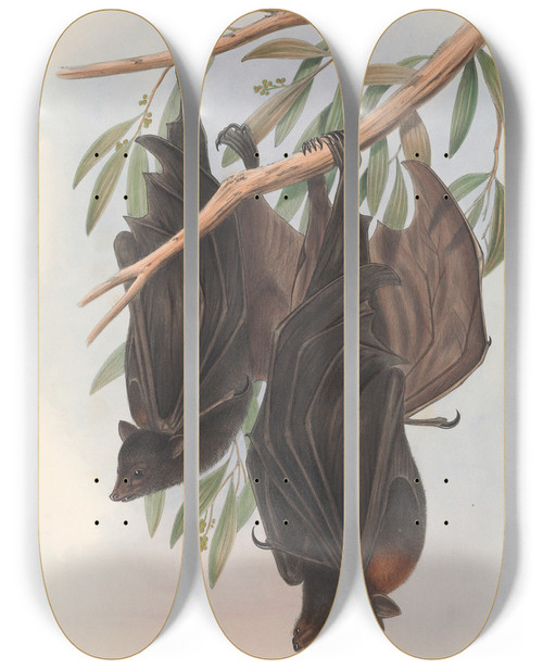 Triptych art skateboard deck of John Gould The Mammals Of Australia Pl136 by John Gould (1804-1881)