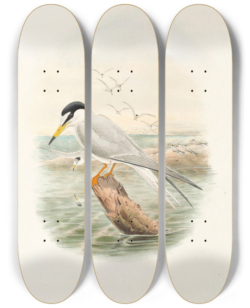 Triptych art skateboard deck of John Gould The Birds Of New Guinea And The Adjacent Papuan Islands Pl72 by John Gould (1804-1881)