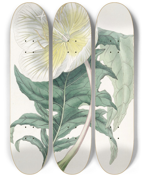 Triptych art skateboard deck of Sydenham Edwards White Upright Evening Primrose by Sydenham Edwards (1768-1819)