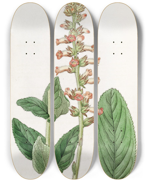 Triptych art skateboard deck of Sydenham Edwards Shiftingleaved Gesnera by Sydenham Edwards (1768-1819)