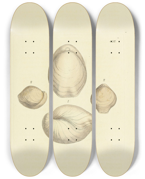 Triptych art skateboard deck of James Sowerby The Mineral Conchology Of Great Britain Pl520 by James Sowerby (1757-1822)