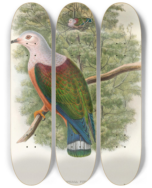 Triptych art skateboard deck of John Gould The Birds Of New Guinea And The Adjacent Papuan Islands Pl65 by John Gould (1804-1881)