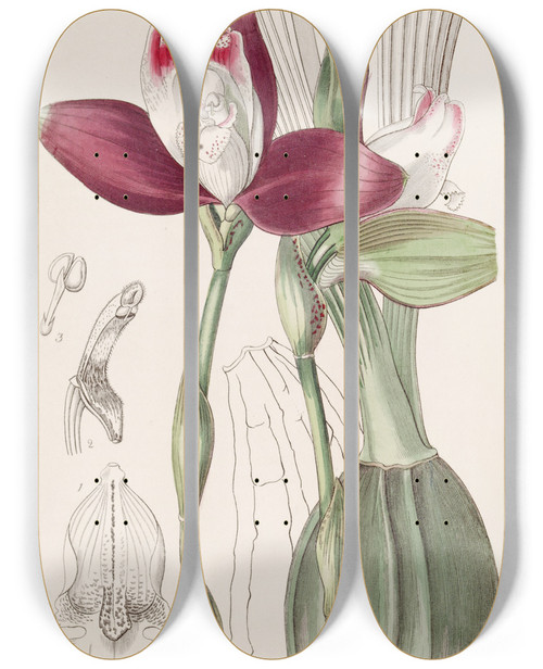 Triptych art skateboard deck of Sydenham Edwards Evenflowered Lycaste by Sydenham Edwards (1768-1819)