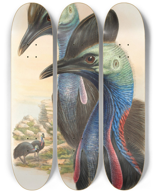 Triptych art skateboard deck of John Gould The Birds Of New Guinea And The Adjacent Papuan Islands Pl73 by John Gould (1804-1881)