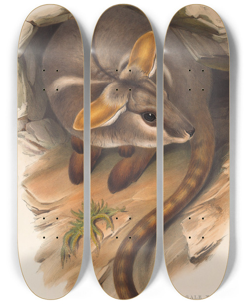 Triptych art skateboard deck of John Gould The Mammals Of Australia Pl079 by John Gould (1804-1881)