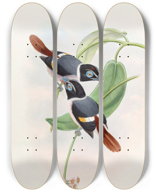 Triptych art skateboard deck of John Gould Steeres Broadbill by John Gould (1804-1881)