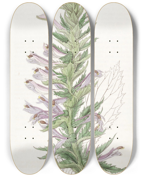 Triptych art skateboard deck of Sydenham Edwards Wingedstemmed Lobelia by Sydenham Edwards (1768-1819)