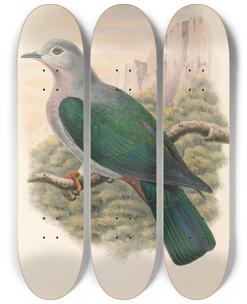 Triptych art skateboard deck of John Gould The Birds Of New Guinea And The Adjacent Papuan Islands Pl64 by John Gould (1804-1881)