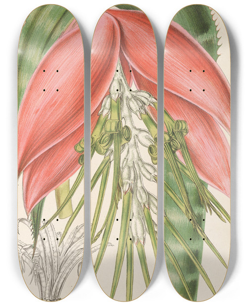 Triptych art skateboard deck of Charles Antoine Lemaire Billbergia Baraquiniana by Charles Antoine Lemaire (1800-1871)