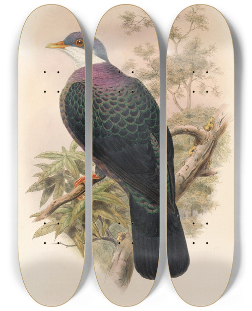 Triptych art skateboard deck of John Gould The Birds Of New Guinea And The Adjacent Papuan Islands Pl67 by John Gould (1804-1881)