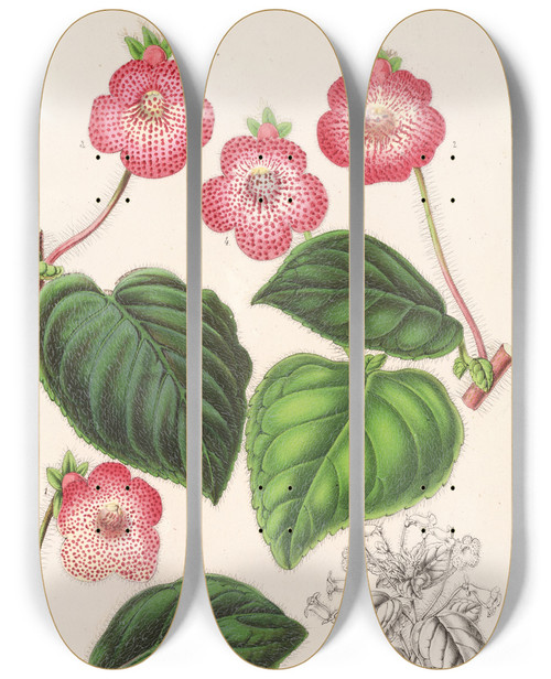 Triptych art skateboard deck of Charles Antoine Lemaire Tydaea Varietes Hybrides De by Charles Antoine Lemaire (1800-1871)