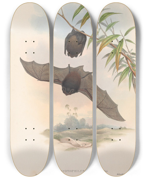 Triptych art skateboard deck of John Gould The Mammals Of Australia Pl146 by John Gould (1804-1881)