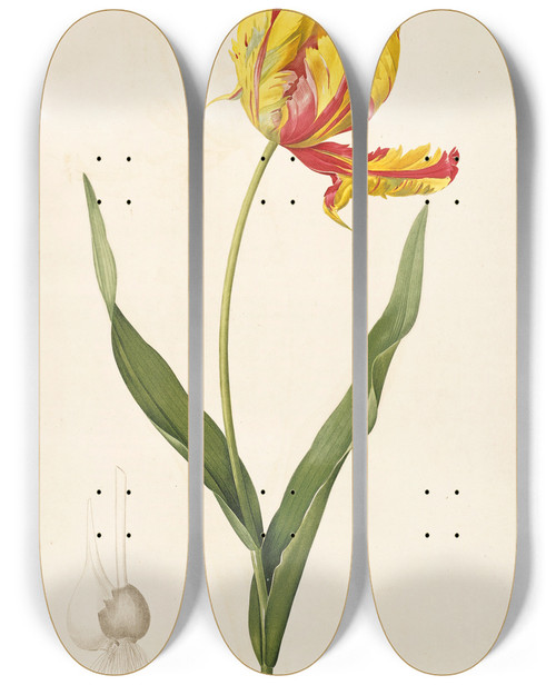 Triptych art skateboard deck of Pierre Joseph Redout Les Liliacees Pl57 by Pierre Joseph Redoute (1759-1840)