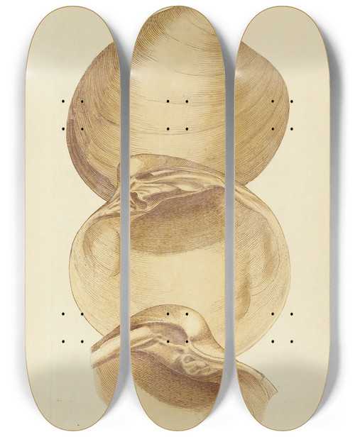Triptych art skateboard deck of James Sowerby The Mineral Conchology Of Great Britain Pl021 by James Sowerby (1757-1822)