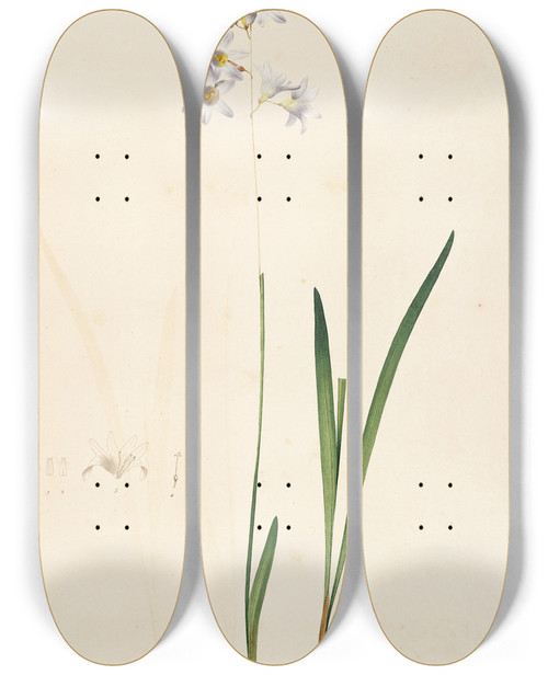 Triptych art skateboard deck of Pierre Joseph Redout Les Liliacees Pl11 by Pierre Joseph Redoute (1759-1840)