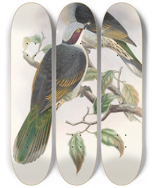 Triptych art skateboard deck of John Gould The Birds Of New Guinea And The Adjacent Papuan Islands Pl56 by John Gould (1804-1881)