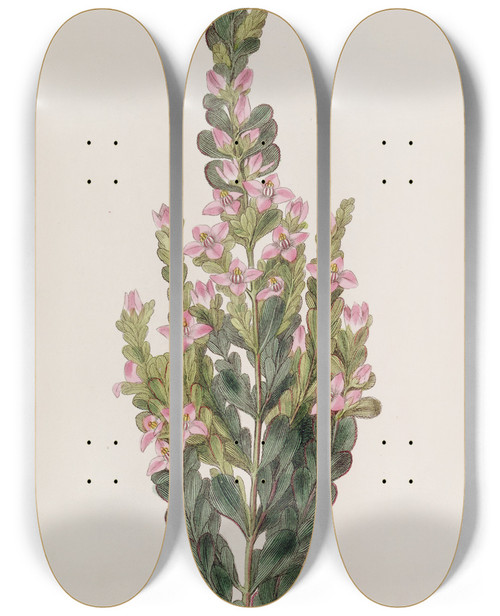 Triptych art skateboard deck of Sydenham Edwards Cremated Boronia by Sydenham Edwards (1768-1819)