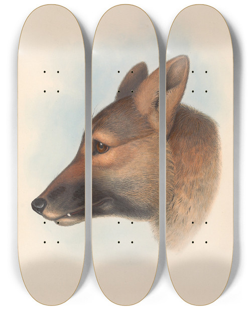 Triptych art skateboard deck of John Gould The Mammals Of Australia Pl157 by John Gould (1804-1881)