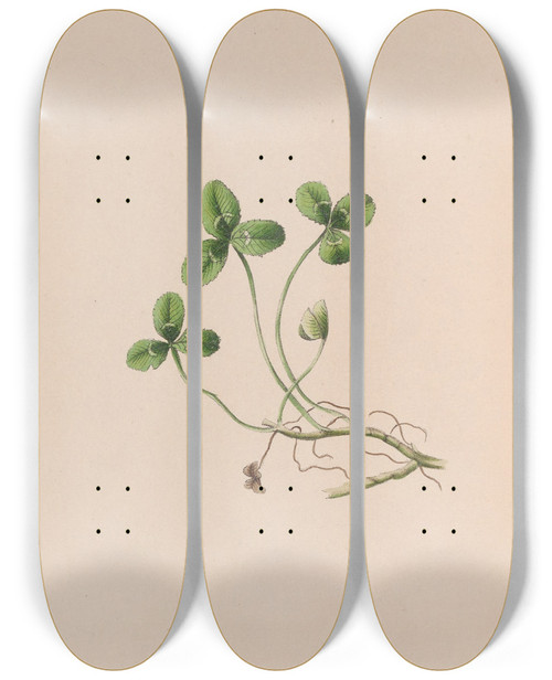 Triptych art skateboard deck of John Stevens Henslow Lily Of The Valley by John Stevens Henslow (1796-1861)