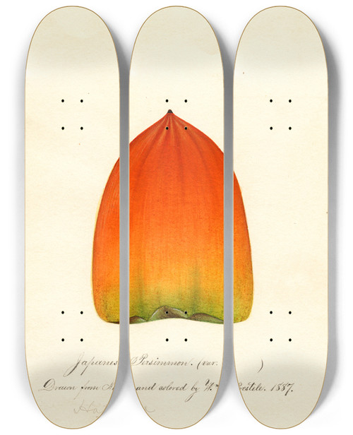 Triptych art skateboard deck of William Henry Prestele Diospyros Hachiya by William Henry Prestele (1838-1895)